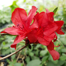 Midnight Flare Azalea Rhododendron, Deciduous Starter Plant, Small Rooted, Vibrant Red Blooms, Zones 5-9, Easy-Care Garden Shrub