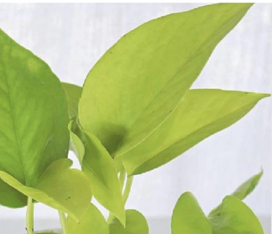 2x 10” Rooted Pothos Cuttings | Neon Golden Queen Jade Philodendron Plant | Easy Care Houseplant, Indoor Vine, for Decor & Propagation