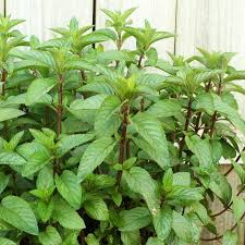 1 Chocolate Mint Small Bush Plant, Mentha x piperita, 8" Tall, Fresh Aromatic Herb, Perfect for Tea & Cooking, Easy to Grow