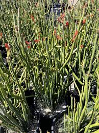 5 Stems Tall Lady Slipper (Pedilanthus) Succulent Unrooted Cuttings 3-12" | Easy Root, Unique Indoor Plant