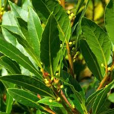 Sweet Laurel Bay Tree Cuttings - 5 Pack - Laurus nobilis - Evergreen Herb - Culinary Bay Leaves - USDA Zones 8-11 -