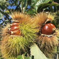 10 Dunstan Chestnut Tree Seeds - Hybrid American Castanea dentata x mollissima | Fast-Growing Edible Nut Tree | Cold Hardy