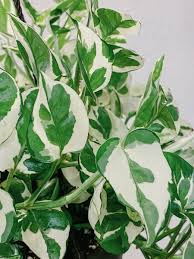 3 Unrooted Pothos Pearls and Jade Cuttings - Devil's Ivy Variegated House Plant - Indoor Plant for Sale
