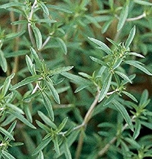 500 Summer Savory Seeds for Planting - Satureja hortensis - Fresh Herb for Cooking, Garden, Mediterranean Dishes, & Herbal Teas