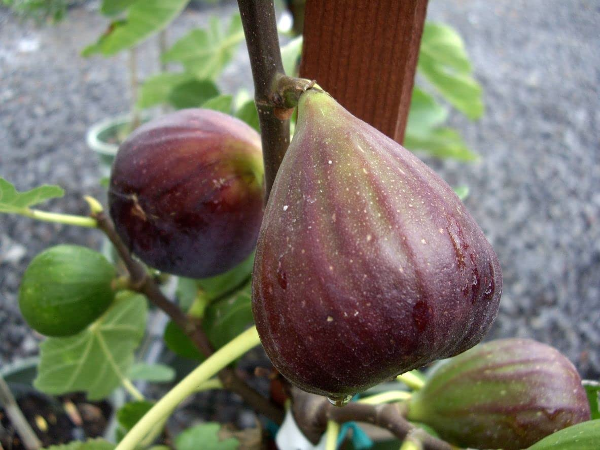 3 Olympian Fig Trees - Ficus carica | Live Starter Plants | Cold Hardy Edible Fruit Tree for Gardens, Patios, and Containers