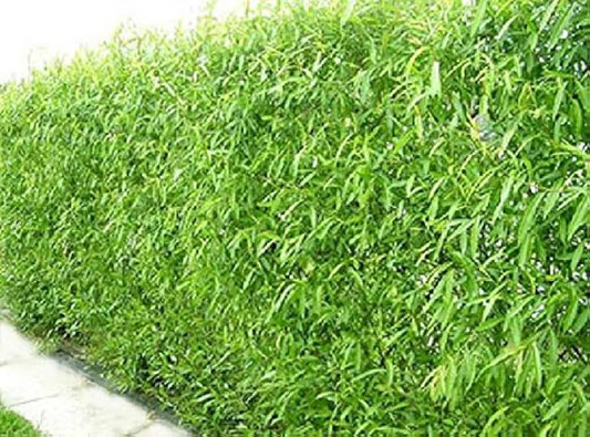 Austree Hybrid Willow Cuttings - 5 Pack - Fastest Growing Tree - Privacy Screen - 15ft/Year - Oxygen Producer - Zones 4-9