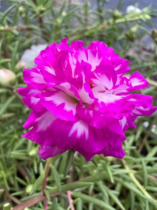 Portulaca Grandiflora Irin 5 Unrooted Cuttings 5" Rare Color Moss Rose Purslane Succulent
