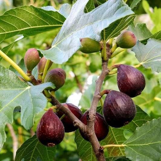 Violette de Bordeaux Fig Cuttings, Ficus carica 'Negronne', Two Crops, USDA Zones 7-10, Propagation Ready