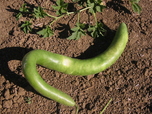10 Seeds Cucuzzi Italian Edible Gourd (Cucurbita pepo) – Long, Tender, Non-GMO, Perfect for Cooking, Easy to Grow, Organic Garden Planting