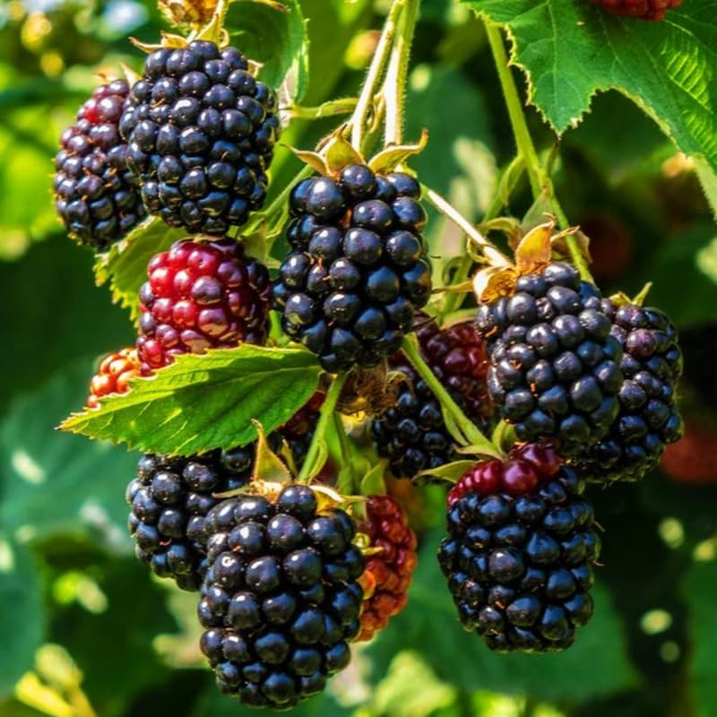 5 TRIPLE CROWN BLACKBERRY Scion Cuttings (Rubus fruticosus) for Rooting or Grafting, 8-10", Heirloom, Sweet Blackberry Bush