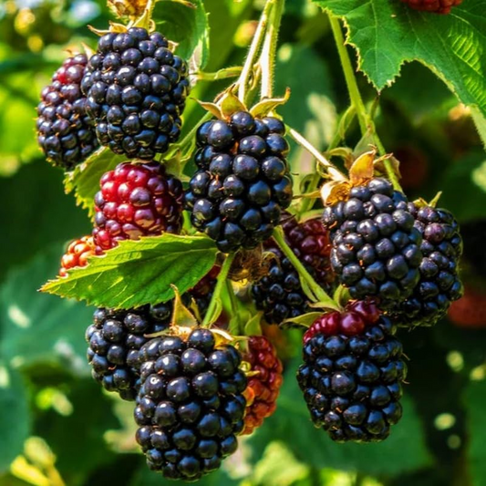 5 TRIPLE CROWN BLACKBERRY Scion Cuttings (Rubus fruticosus) for Rooting or Grafting, 8-10", Heirloom, Sweet Blackberry Bush