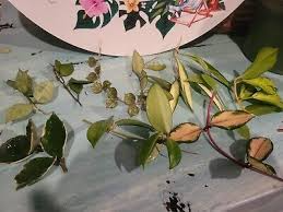 Variegated Hoya Lacunosa Cutting (Unrooted) - Exact Plant, Houseplant