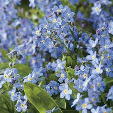 200 Seeds Forget Me Nots ULTRAMARINE DWARF, Blue Biennial Perennial, Non-GMO, Compact Blue Flowers, Perfect for Gardens & Pollinators