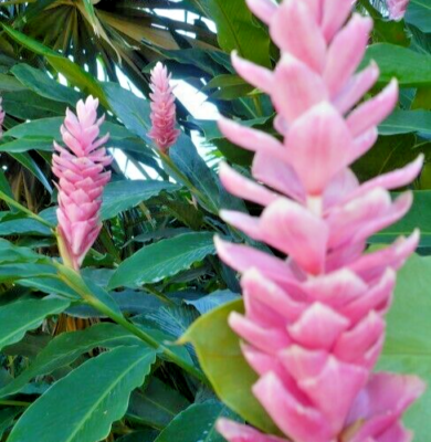 Arabic Ginger Alpinia purpurata Root Rhizome - Fast-Grow, Tropical Flower Plant, 3-4 oz, Zones 7-10, Part Shade,  Offer