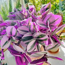 3 Unrooted Tradescantia Nanouk Cuttings 3”-4” | Rare Pink Wandering Jew | Easy Houseplant