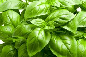 200 Italian Large Leaf Basil Seeds – Heirloom, Non-GMO, Aromatic & Flavorful Herb
