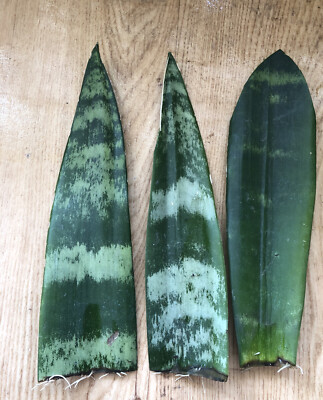 3 Snake Plant Cuttings with Roots - Mother-In-Law's Tongue Sansevieria - Live Plant Ready to Plant