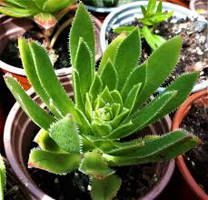 Aeonium simsii ‘Green’ | 2 Bare Root 2" Live Succulent Plants | Rosette-Forming, Drought-Tolerant, Easy-Care Houseplant