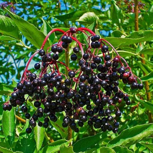 3 Rooted Cuttings Wild Elderberry (Sambucus nigra) – Fresh Elderberry Plants, Home Garden, Organic, Rare Elderberry Variety