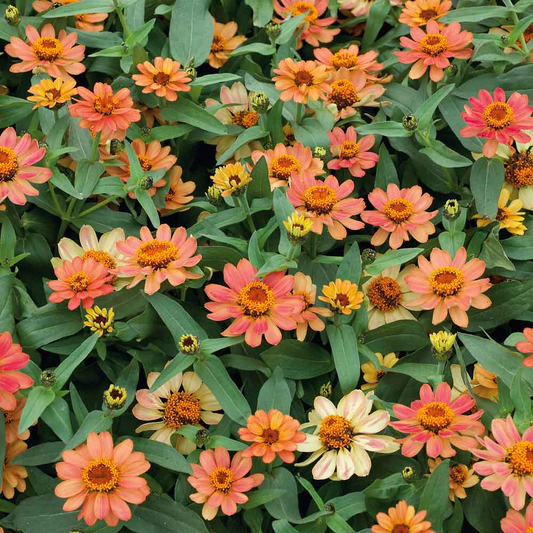 100+ Profusion Apricot Zinnia Seeds – Soft Orange-Peach Blooms for Garden Planting, Heat-Tolerant Compact Flowers – USA