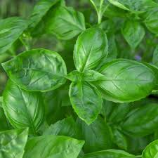 Basil Genovese Seeds – 1g for Planting, Heirloom Variety, Fragrant & Flavorful, High Yield, Fast Growing, Garden Container Herb