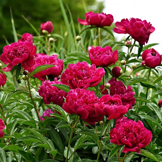 Peony 'Kansas' Bare Roots (3-5 Eyes) - Bright Red Double Blooms, APS Gold Medal Winner, 36" Stems, Easy to Grow