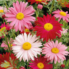 100 Seeds Painted Daisy Robinson's Giant Mix Perennial - Huge Cut Flowers, Non-GMO, Long-Lasting, Easy to Grow