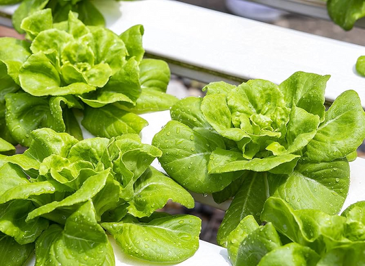 Buttercrunch Butterhead Lettuce Seeds – 1g for Planting, Heirloom Variety, Tender & Sweet, Cold Hardy, High Yield, Garden Container