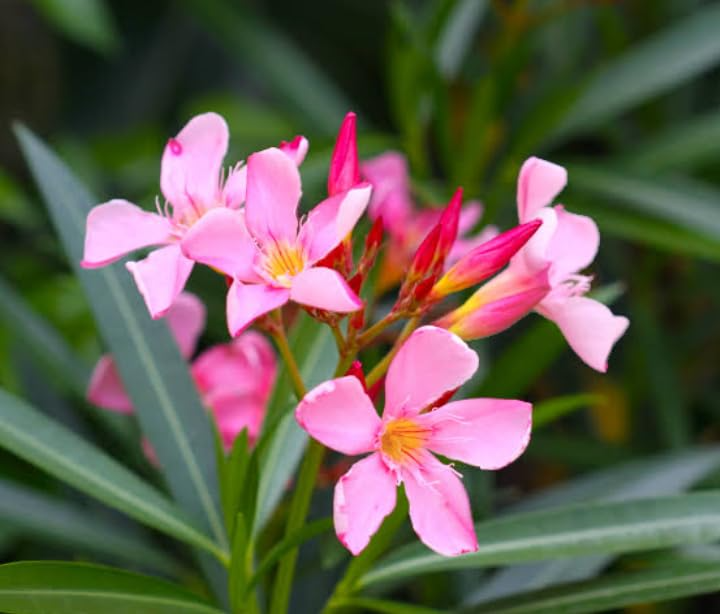 7 Oleander PINK Live Flower Plant Unrooted Cuttings, Nerium oleander, 7" Long, Ready to Root, Easy Propagation, Pink Flowering Shrub Cutting