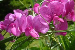 50+ Royal Pink Sweet Pea Seeds – Fragrant Bright Pink Blooms for Garden Planting, Climbing Vines for Trellises & Bouquets – USA