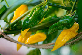 5 Seeds Fatalii Pepper, Capsicum chinense, Rare Fiery Yellow Chili for Exotic Hot Sauces