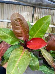 Live Tropical Philodendron Sun Red | Vibrant Indoor Houseplant Starter Plug | Easy-Care Jungle Decor | Perfect Gift for Plant Lovers