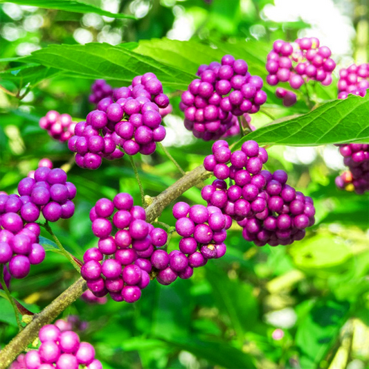 Live Purple American Beautyberry (Callicarpa) Bush | 1-2 ft Starter Plant | Edible Berries, Wildlife Attractant, Drought-Tolerant