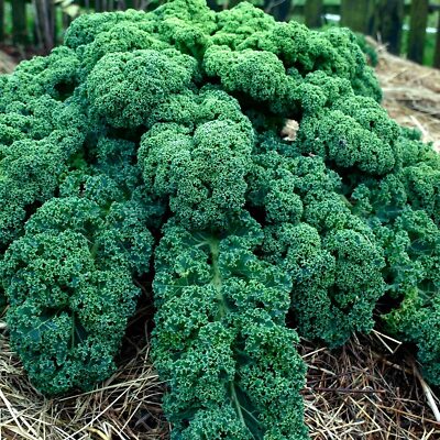 1,500 Dwarf Blue Curled Scotch Kale Seeds – Non-GMO Heirloom, Hardy,