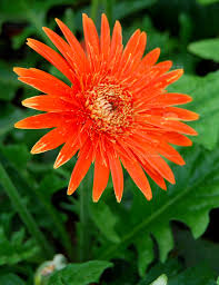 50+ Orange Gerbera Spider Daisy Seeds – Unique Spiky Blooms for Garden Planting, Bright Cut Flowers for Beds & Containers – USA
