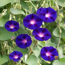 100 Morning Glory Grandpa Ott Seeds – Purple Heirloom Vine | Ipomoea purpurea | Climbing 15' | Non-GMO Fast-Growing Flower