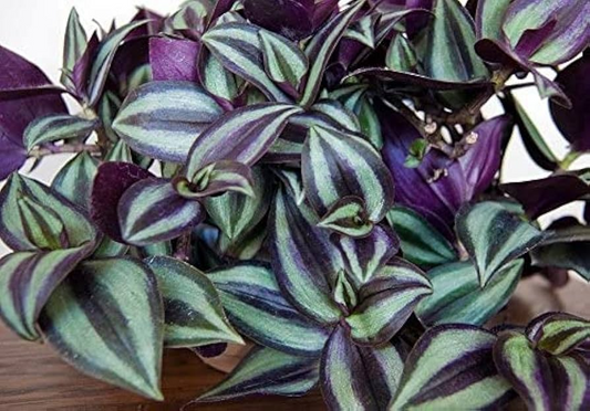 9 Tradescantia Zebrina Wandering Jew Unrooted Cuttings - Purple & Green Foliage, Easy Propagation, Indoor Plant, Trailing Plant Home Decor
