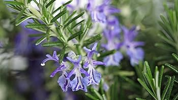 100 Seeds Rosemary (Salvia rosmarinus) – Aromatic Herb for Culinary and Ornamental Gardens