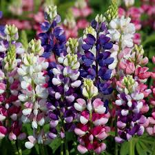 Lupinus Avalune Mix Lupine Seeds – 25+ Stunning Bicolor Wildflowers for Garden & Pollinators