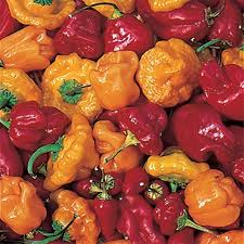 20 Seeds Red Scotch Bonnet Pepper – Capsicum chinense, Spicy Caribbean Chili