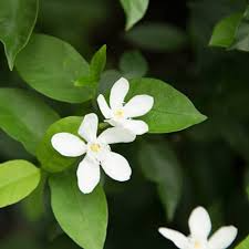 1 Wrightia Antidysenterica – Asian Snow Jasmine Bare Root Starter Live Plant 2-5” Tall – Fragrant White Flowers