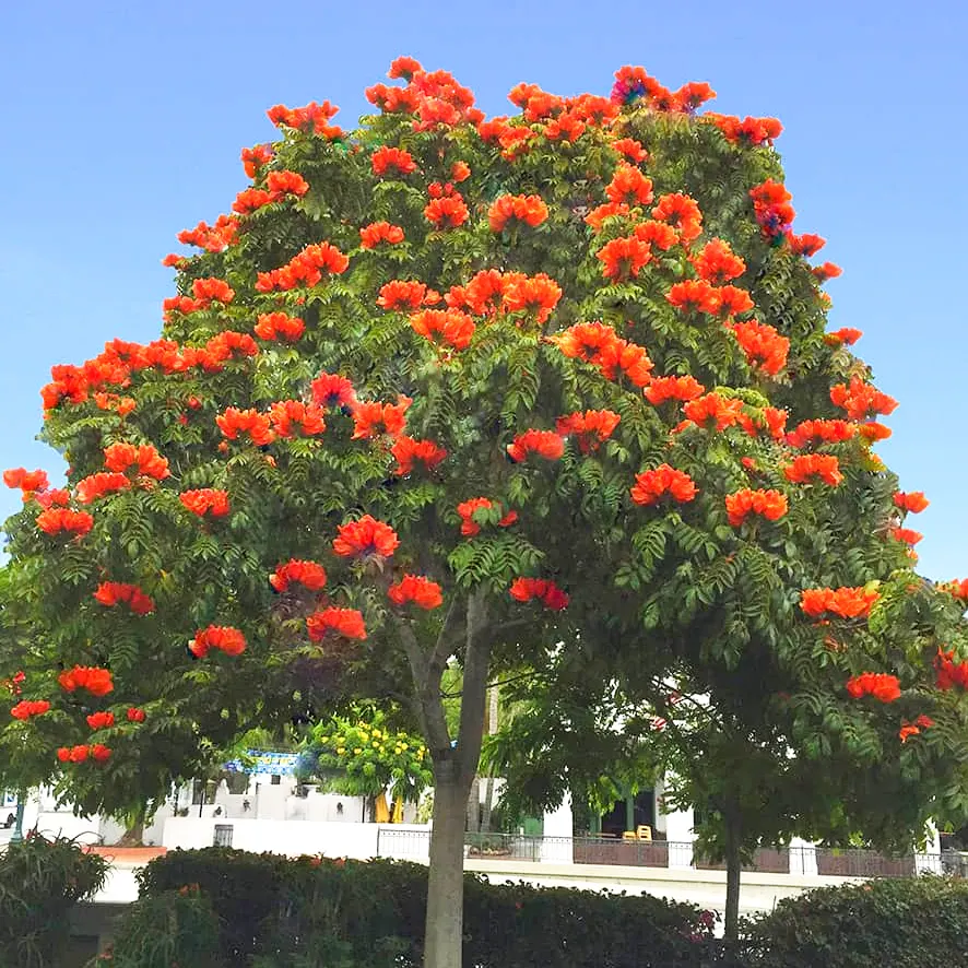 10 African Tulip Tree Seeds (Spathodea campanulata) – Exotic Blooms, 50 Ft Tall, Zones 10-12