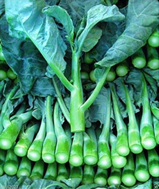 150 Seeds Wan Shen Kailan - Brassica oleracea var. alboglabra | Open Pollinated Asian Green for Planting & Culinary Use