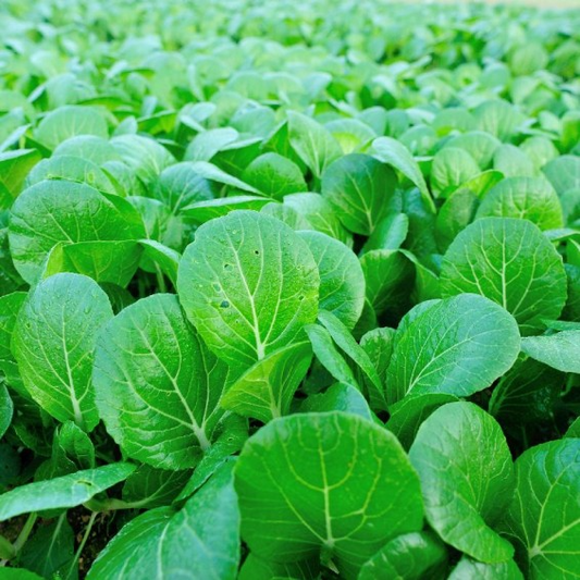 500 Canton Pak Choi Cabbage Seeds – Brassica rapa – Tender Asian Greens, Fast-Growing, Non-GMO, Mild Flavor, Great for Stir-Fries