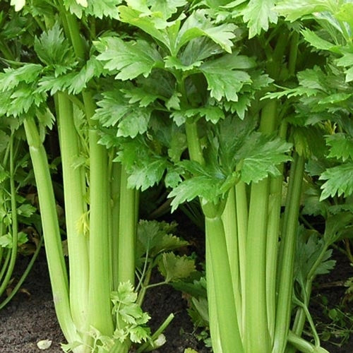500 Seeds Celery Tall Utah 52/70 Apium graveolens | Crisp, Sweet Heirloom Variety for Gardens & Containers
