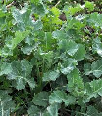 500 Dwarf Siberian Kale Seeds – Brassica napus – Cold-Hardy, Heirloom, Sweet & Tender Leaves