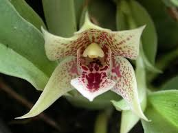 Promenaea riograndensis | Miniature Orchid Species | Live Blooming Seedling in 2” Pot | Tropical Orchid Starter Plant