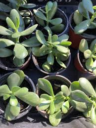 2 Rooted Jade Plants – Money Plant – Live Succulent Crassula Argentea – Easy to Grow – No Pot – Ready to Plant