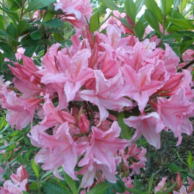 Spring Sensation Aromi Azalea | Deciduous Hybrid | Soft Pink Fragrant Flowers | Live Starter Plant | Zones 6-9