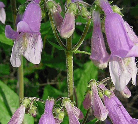 1000 Seeds Penstemon Hairy Beardtongue Perennial Purple Flowers, Non-GMO, Hummingbird-Friendly, Penstemon hirsutus